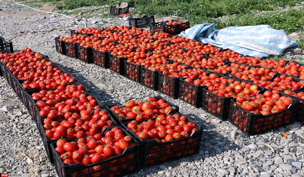 پایگاه خبری تحلیلی صدای زنجان