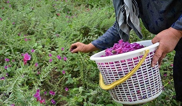 پایگاه خبری تحلیلی صدای زنجان