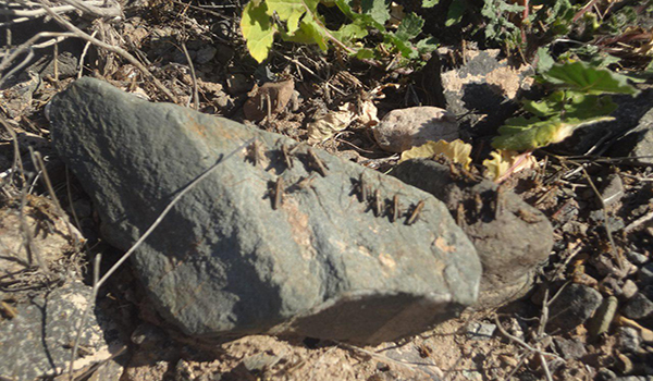 خبرگزاری صدای زنجان