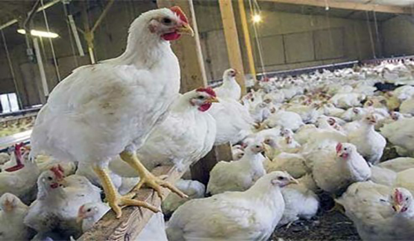 خبرگزاری صدای زنجان