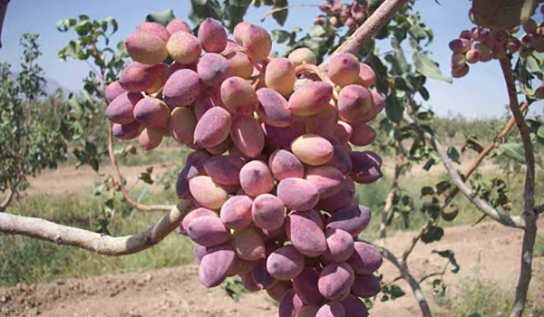 خبرگزاری صدای زنجان