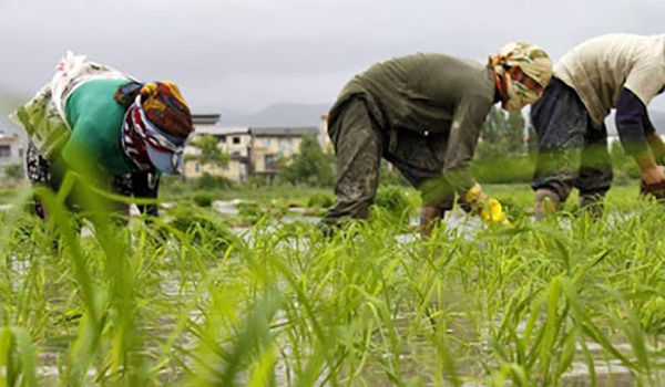 پایگاه خبری صدای زنجان