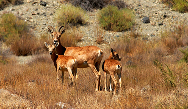 پایگاه خبری تحلیلی صدای زنجان