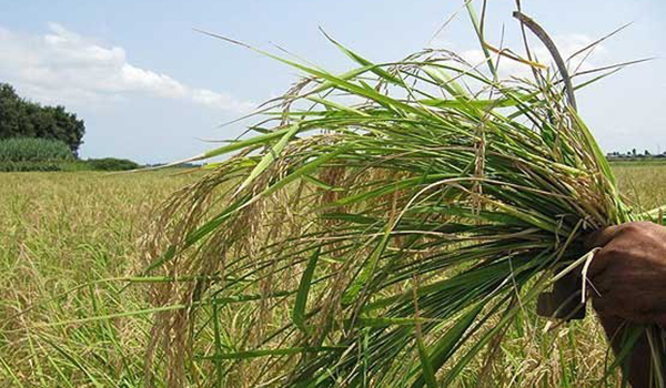 پایگاه خبری تحلیلی صدای زنجان