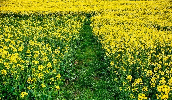 پایگاه خبری تحلیلی صدای زنجان