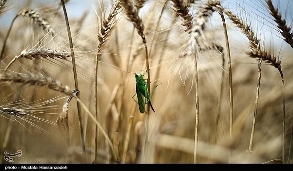 خبرگزاری صدای زنجان