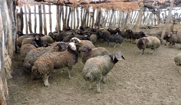 پایگاه خبری تحلیلی صدای زنجان