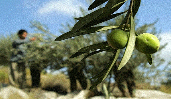 پایگاه خبری تحلیلی صدای زنجان