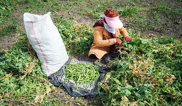 پایگاه خبری صدای زنجان