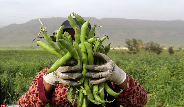 پایگاه خبری تحلیلی صدای زنجان