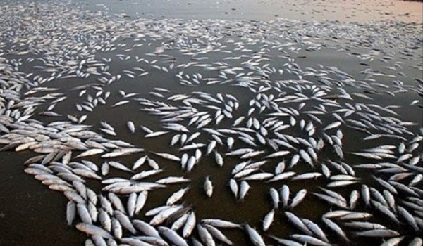 خبرگزاری صدای زنجان
