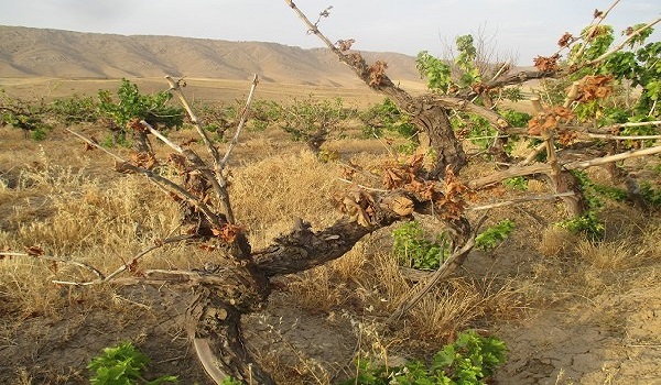 پایگاه خبری تحلیلی صدای زنجان