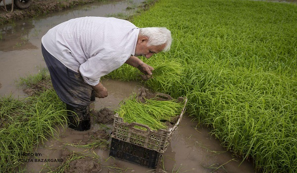 خبرگزاری صدای زنجان