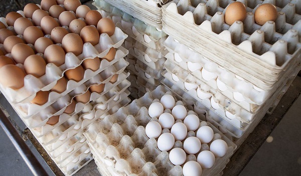 خبرگزاری صدای زنجان