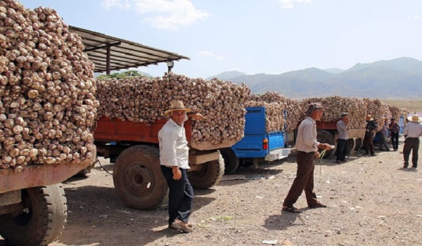 پایگاه خبری تحلیلی صدای زنجان