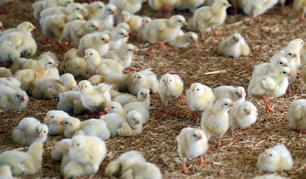 پایگاه خبری تحلیلی صدای زنجان