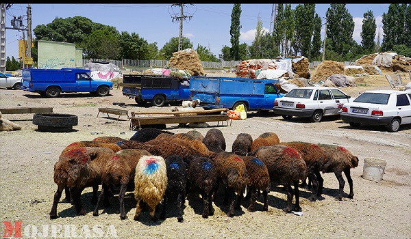 خبرگزاری صدای زنجان