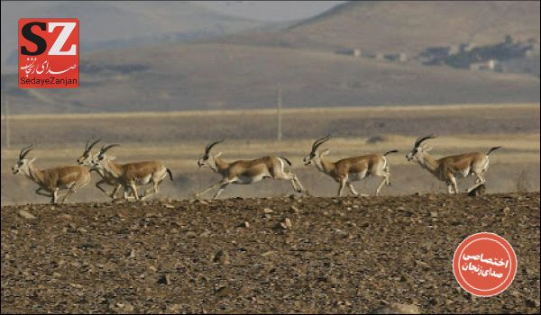 پایگاه خبری تحلیلی صدای زنجان