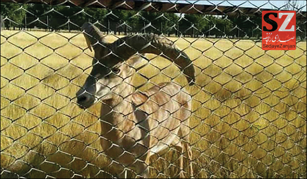 پایگاه خبری تحلیلی صدای زنجان