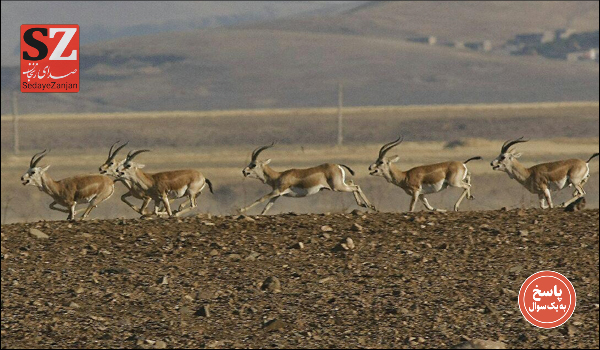 پایگاه خبری تحلیلی صدای زنجان